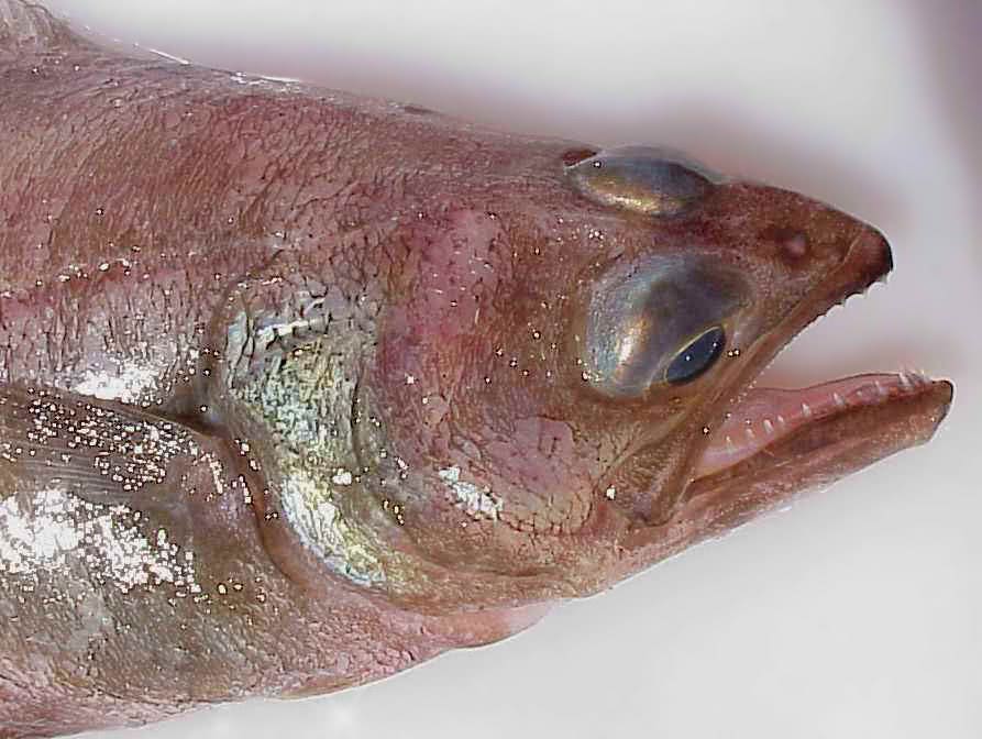 Arrowtooth flounder  Atheresthes stomias closeup