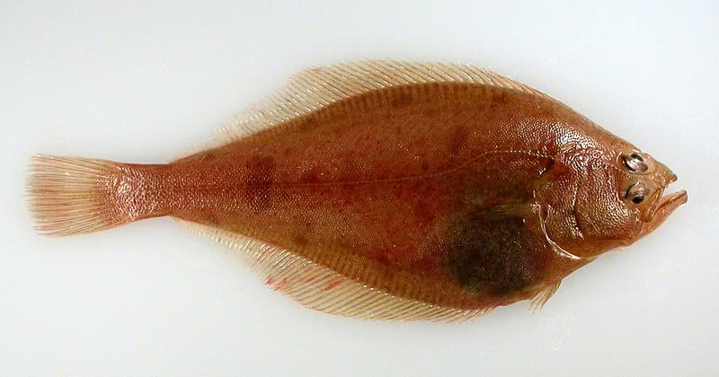 Bering flounder  Hippoglossoides robustus