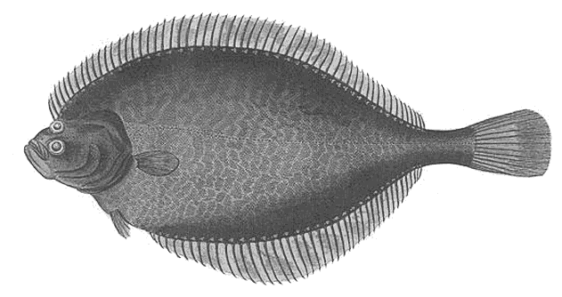 European flounder  Platichthys flesus 2