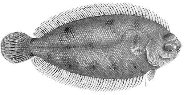 Flounder Tile-colored righteye  Poecilopsetta plinthus