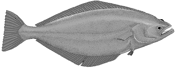 Greenland halibut  Reinhardtius hippoglossoides