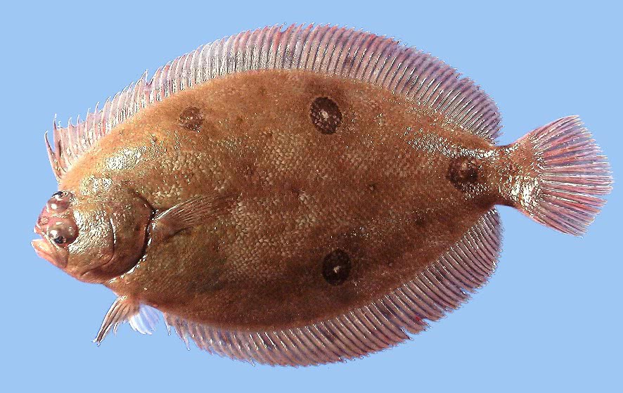 Ocellated flounder  Ancylopsetta ommata