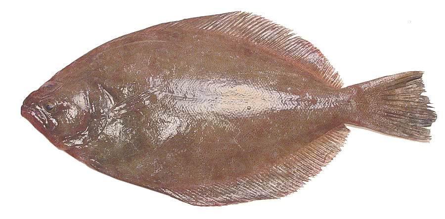 Southern Flounder  Paralichthys lethostigma