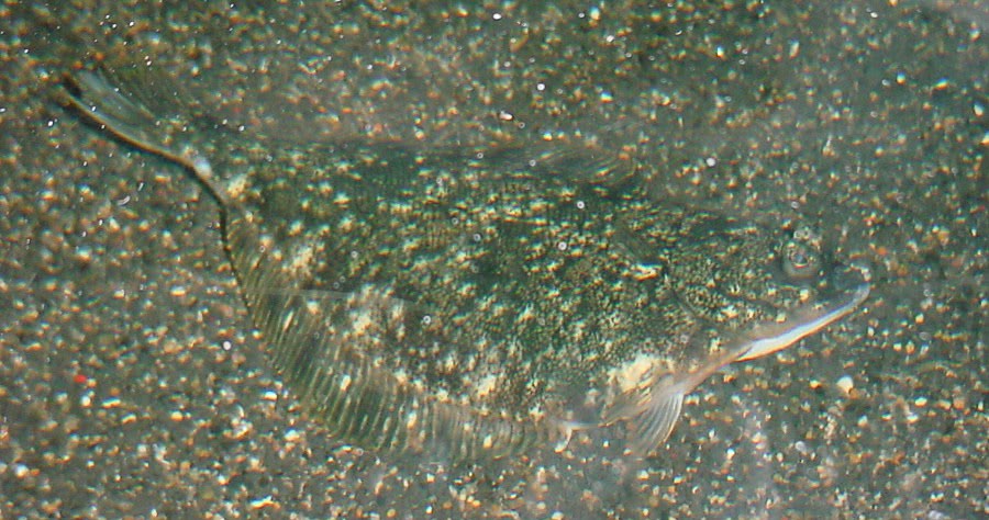 Starry flounder  Platichthys stellatus