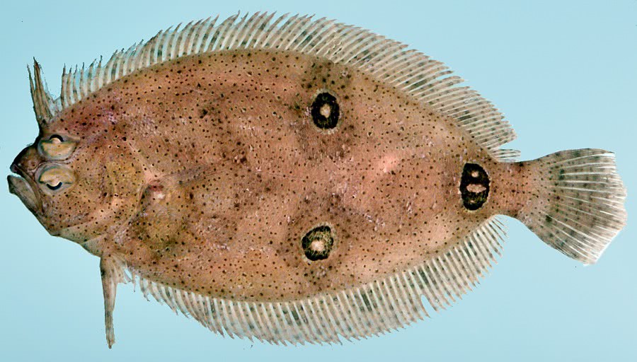 Three-eye flounder  Ancylopsetta dilecta