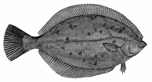Winter Flounder  Pseudopleuronectes americanus 2