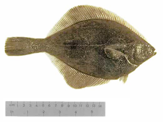 Yellowfin sole  Pleuronectes asper