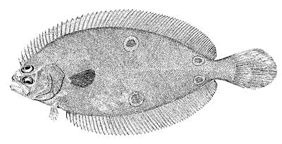 fourspot flounder