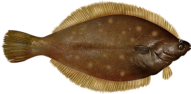 yellowtail flounder