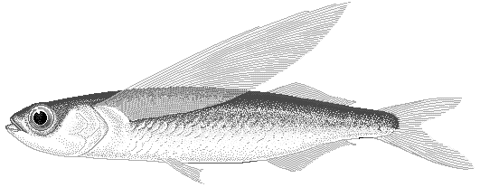 Blue Flying fish  Exocoetus volitans