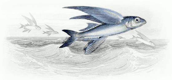 Common Flying Fish