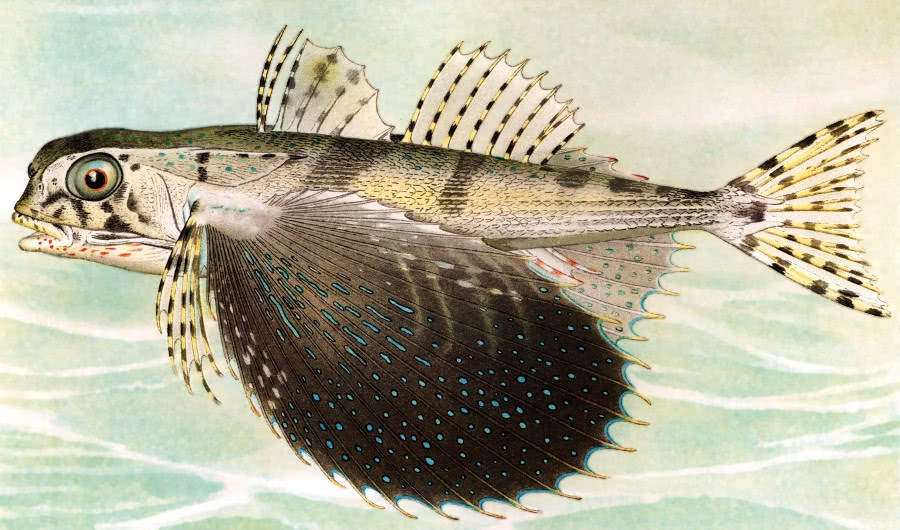 Flying Fish  Dactylopterus volitans