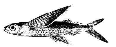atlantic flyingfish