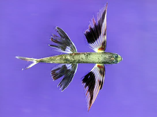 band-wing flyingfish  Cheilopogon exsiliens