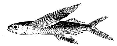 bluntnose flyingfish