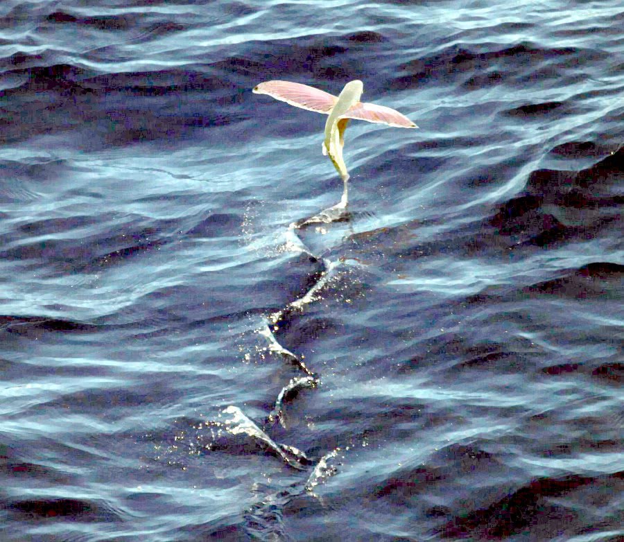 flying fish photo