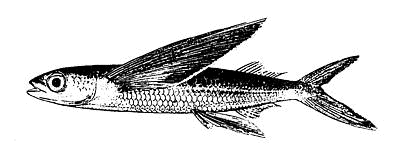 fourwing flyingfish