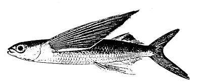 margined flyingfish