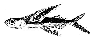 spotfin flyingfish