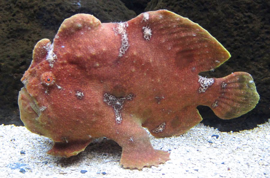 Commersons frogfish  Antennarius commerson