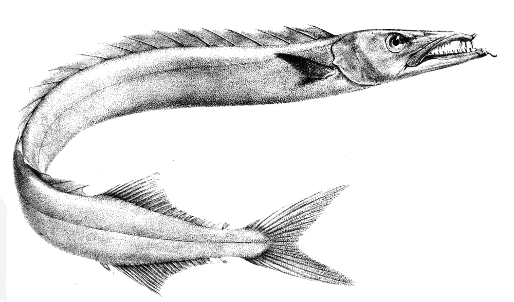 Black gemfish  Nesiarchus nasutus lineart