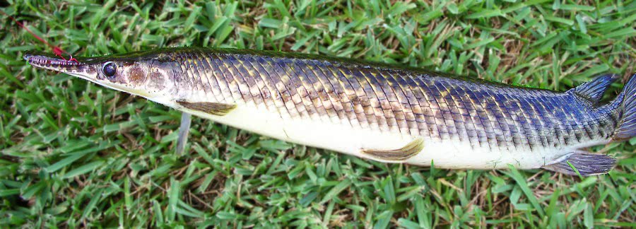 Florida gar  Lepisosteus platyrhincus