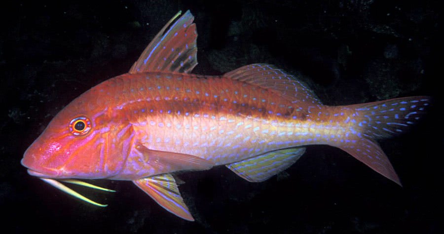 Blue-lined goatfish  Upeneichthys lineatus
