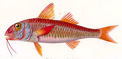 Red mullet 3