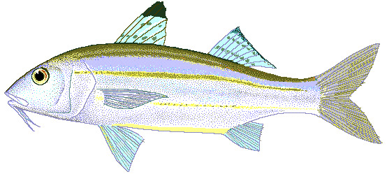Sulphur goatfish  Upeneus sulphureus