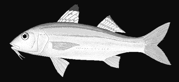 Sulphur goatfish  Upeneus sulphureus blueBG