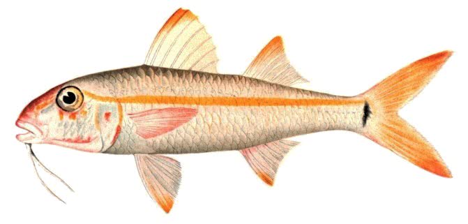 Yellow goatfish  Mulloidichthys martinicus
