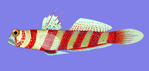 Gorgeous prawn goby  Amblyeleotris wheeleri