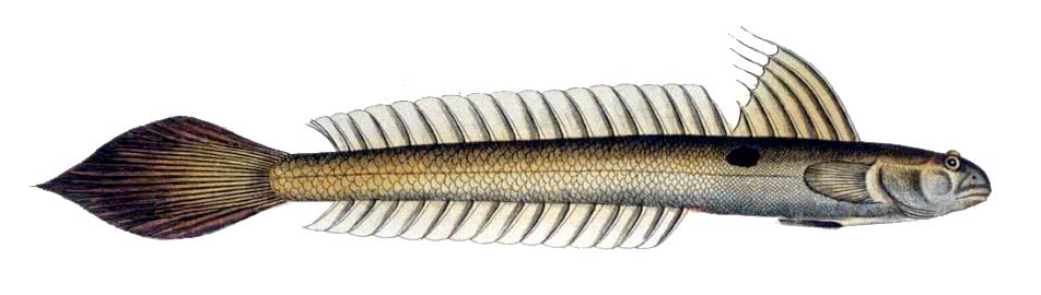 Highfin goby  Gobionellus oceanicus