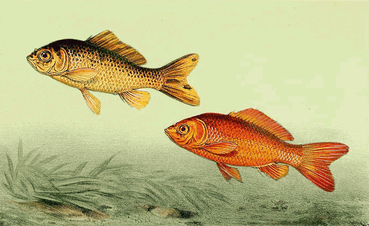 Goldfish pair
