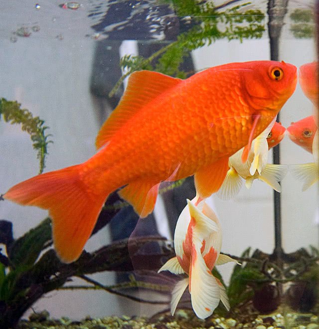 Goldfish photo 2