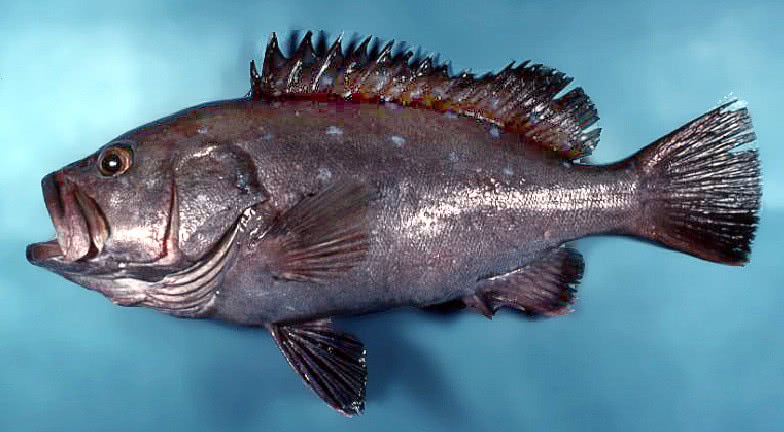 Snowy grouper  Epinephelus niveatus