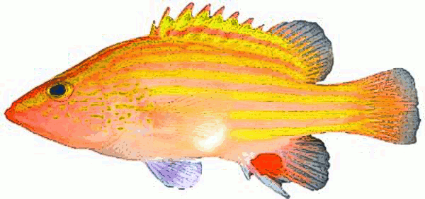 Spanish flag grouper  Gonioplectrus hispanus