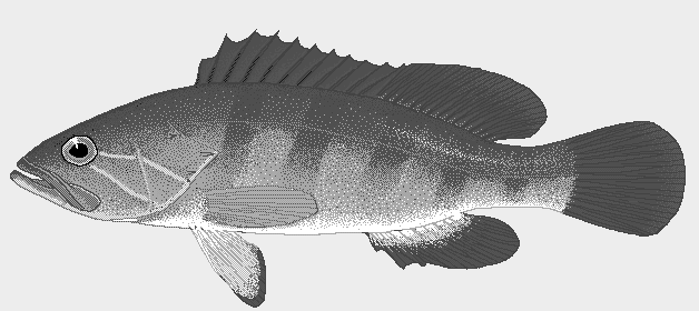 White grouper  Epinephelus aeneus blueBG
