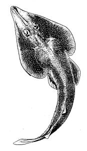 Atlantic guitarfish  Rhinobatos lentiginosus