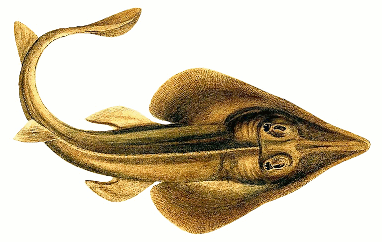 Brazilian guitarfish  Rhinobatos horkelii