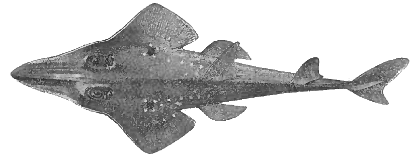 Giant guitarfish  Rhynchobatus djiddensis