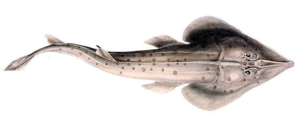 Lesser guitarfish  Rhinobatos annulatus