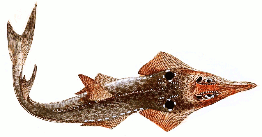 Smooth nose wedgefish  Rhynchobatus laevis