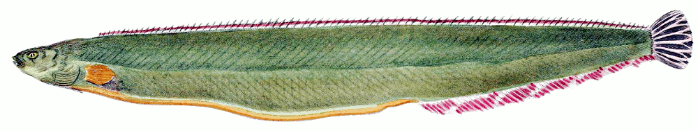Stippled Gunnel  Rhodymenichthys dolichogaster