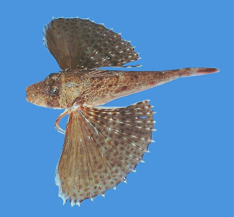 Blackwing searobin  Prionotus rubio