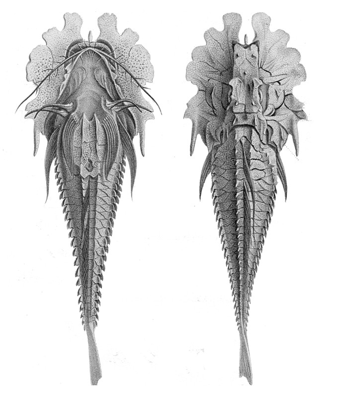 Jaggedhead gurnard  Gargariscus prionocephalus
