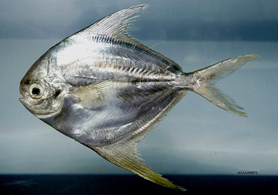 American Harvestfish  Peprilus paru