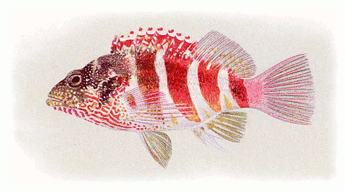 Redbarred hawkfish  Cirrhitops fasciatus