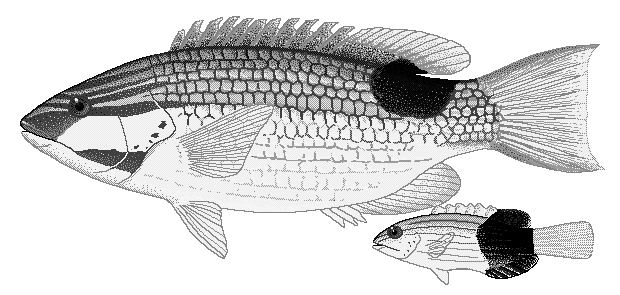 Tarry hogfish  Bodianus bilunulatus