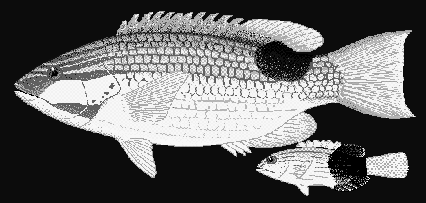 Tarry hogfish  Bodianus bilunulatus blueBG